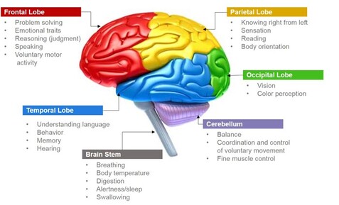 neurological rehabilitation brain